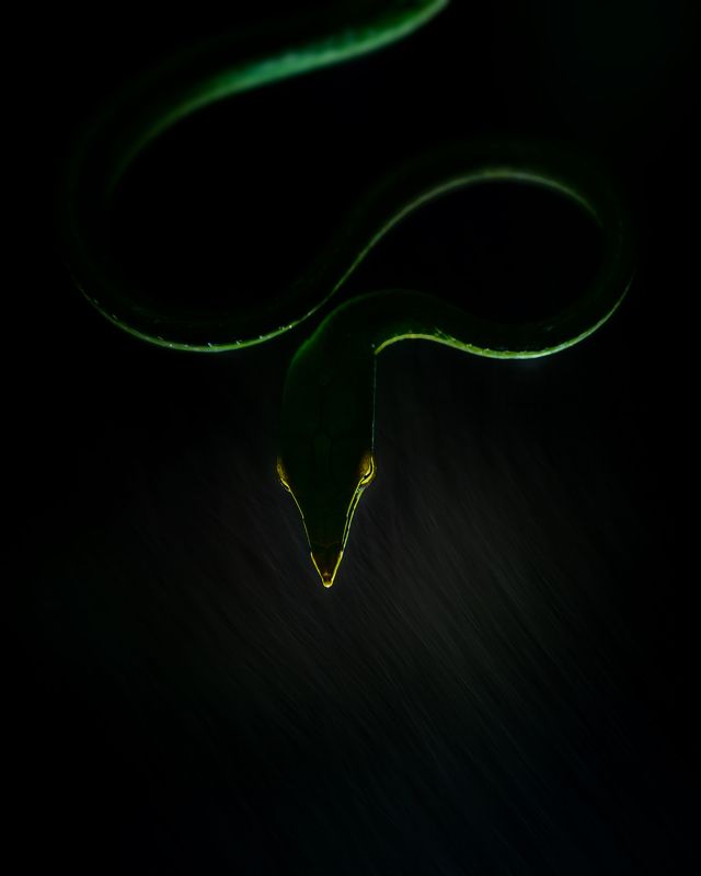 Another perspective of Vine snake. Rain and light can create some magical moments