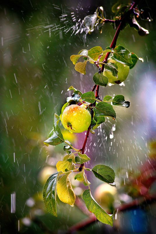 Яблочный дождь