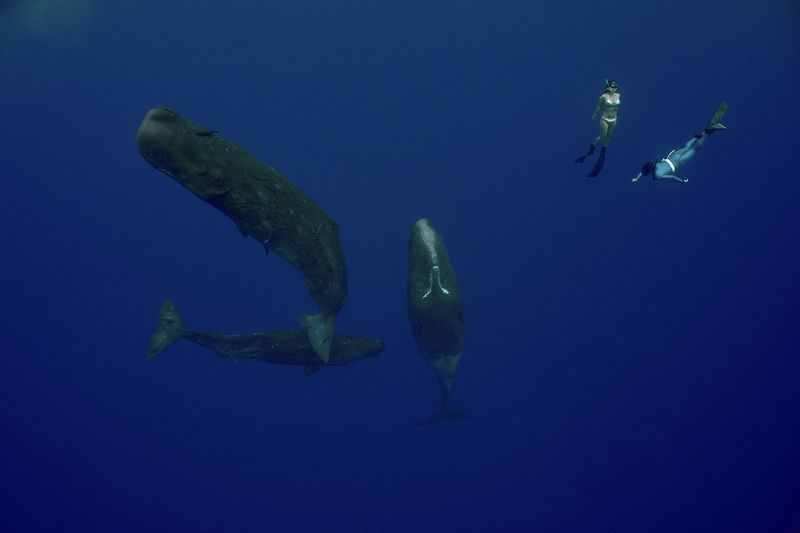 Whales&people