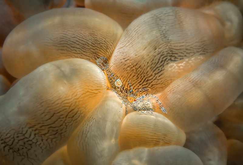 Коралловая креветка