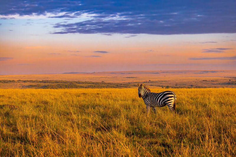 Serene landscape of Masai Mara
