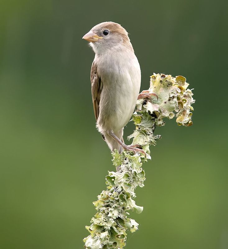 Juvenile, sparrow - cлеток, обыкновеный воробей