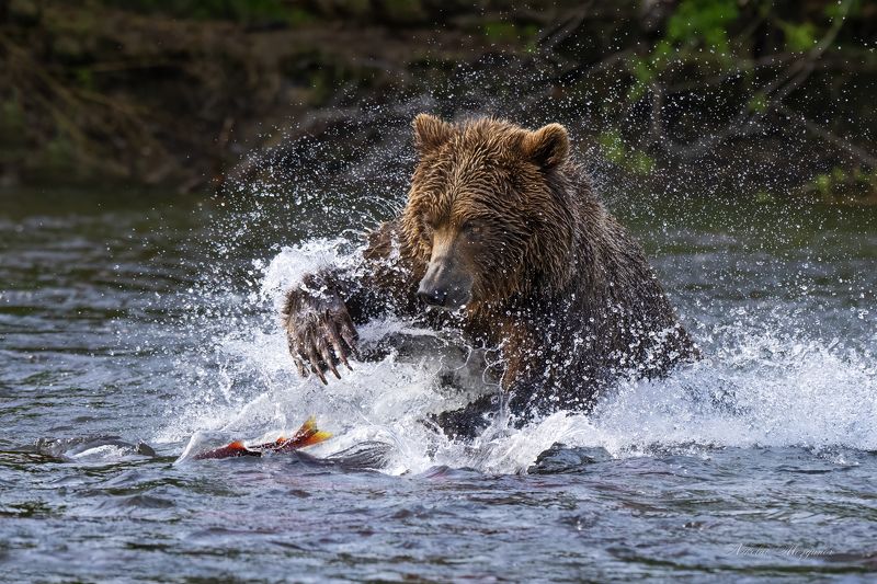 Медвежья охота