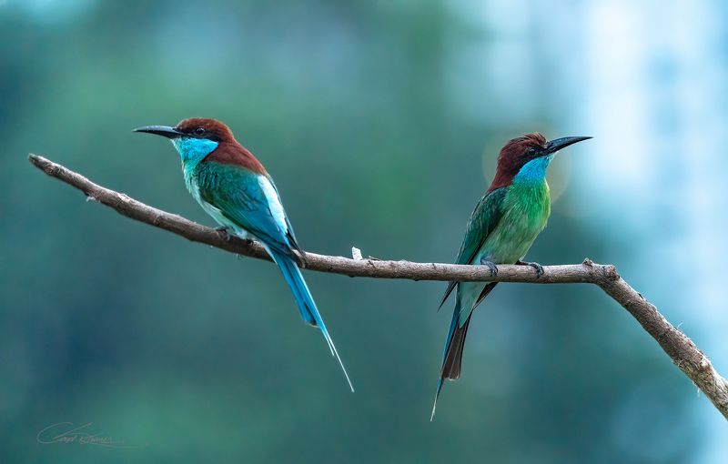 Blue throated Bee eater