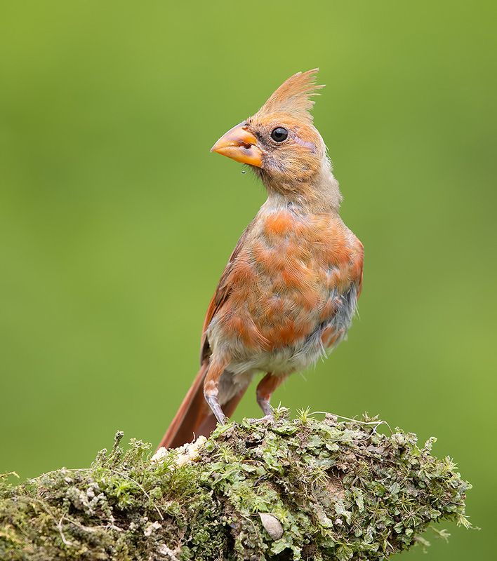 Juvenile Northern Cardinal - Молодой Красный кардинал