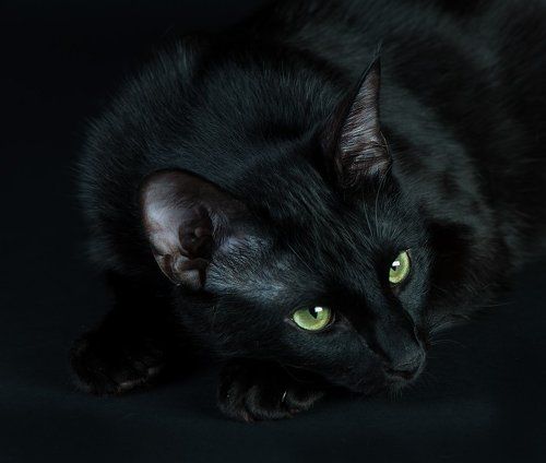 Кузя - My Black Cat