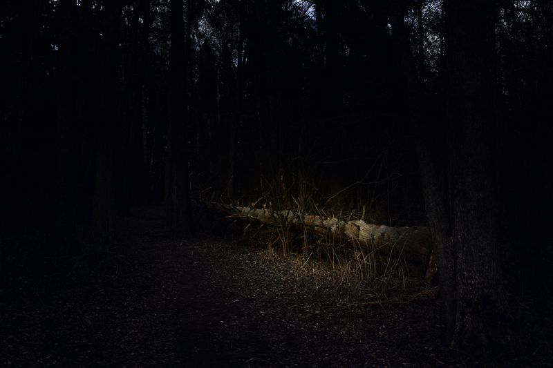 Зарисовка ночной лес..