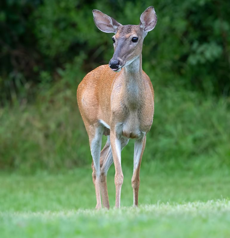 Белохвостый Олень  -White-tailed Deer female