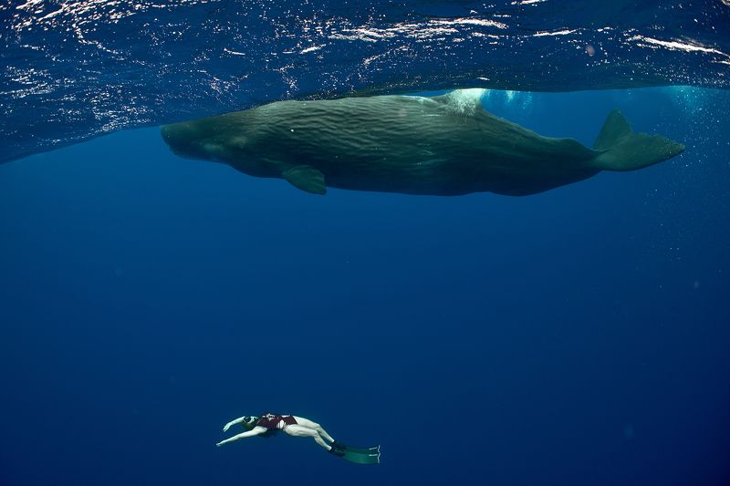 Ныряльщица и кит