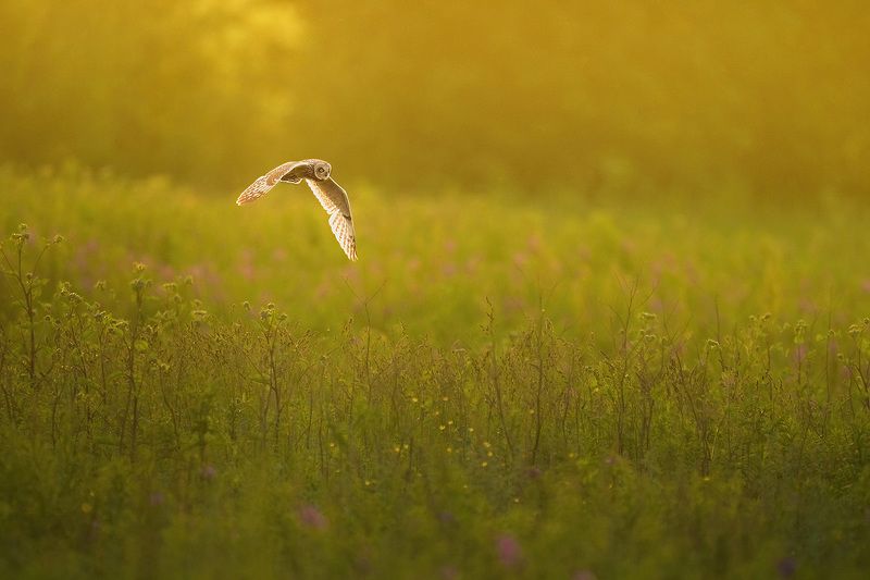 Short eared owl in sunset