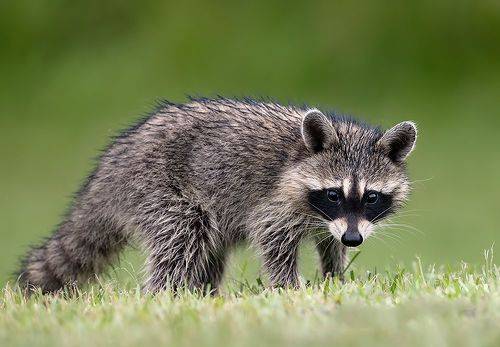 Young Raccoon.  Малыш -Енот-полоскун.