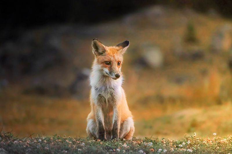 Fox in Altai Mountains