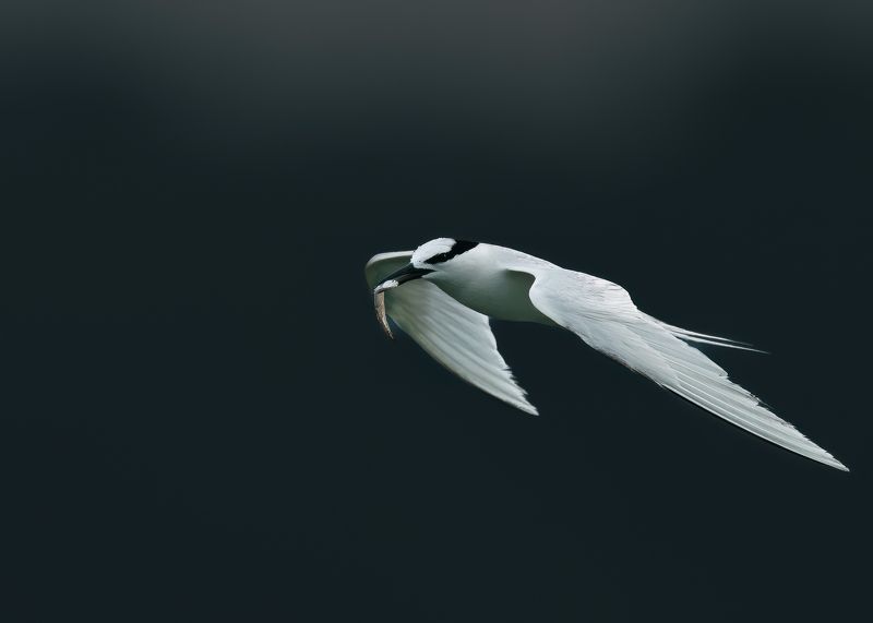 Black Naped tern