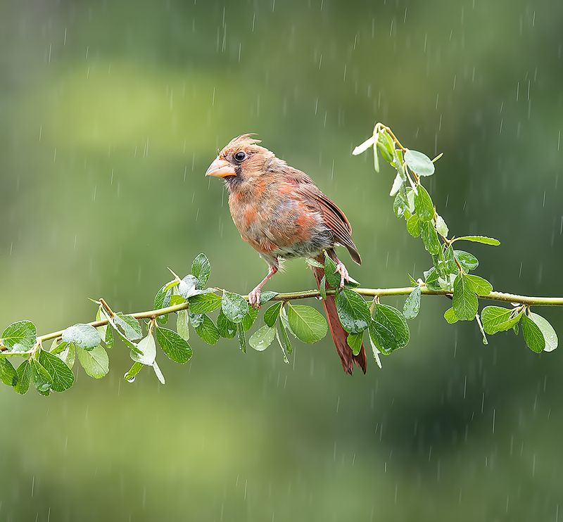 Juvenile Northern Cardinal - Молодой Красный кардинал