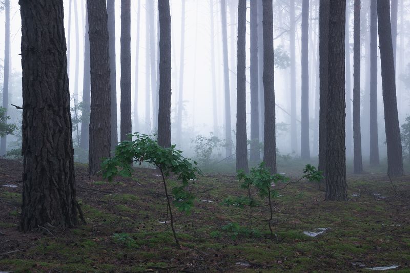 Июльский лес в тумане