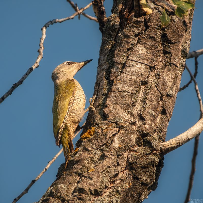 Picus canus/ Седой дятел/ Grey-headed woodpecker
