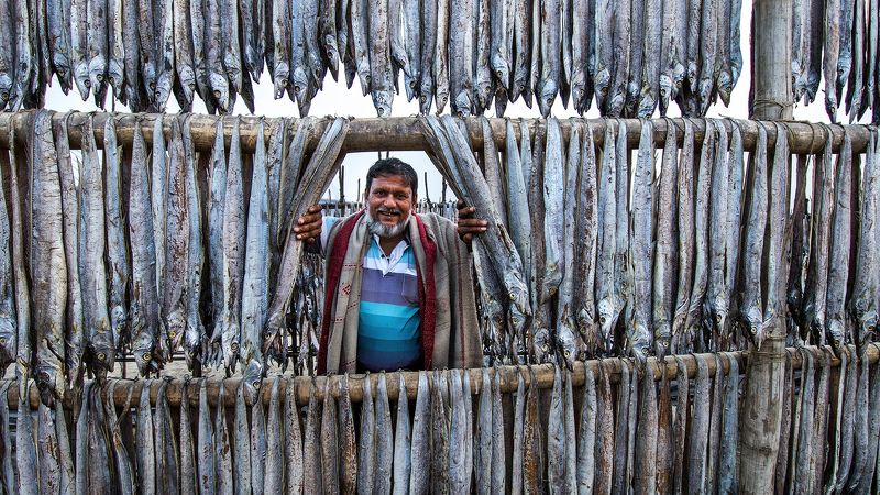 fish drying field in bangladesh
