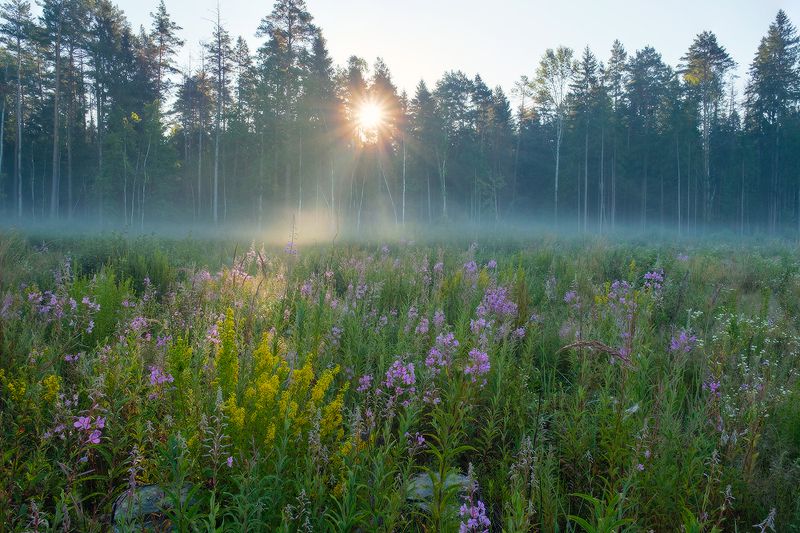 калужское разнотравье