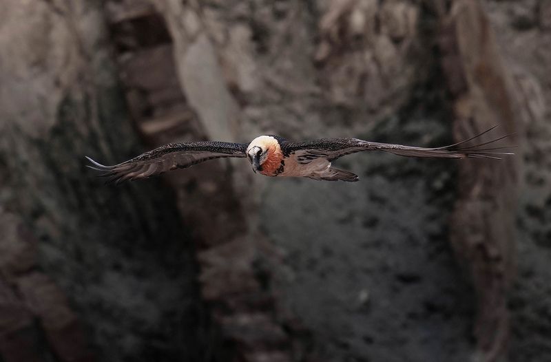 Bearded vulture