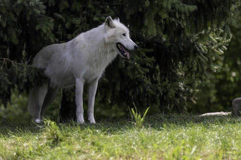 Arctic wolf