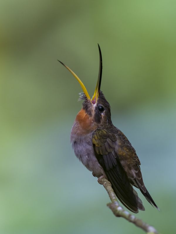 Band-tailed Barbthroat