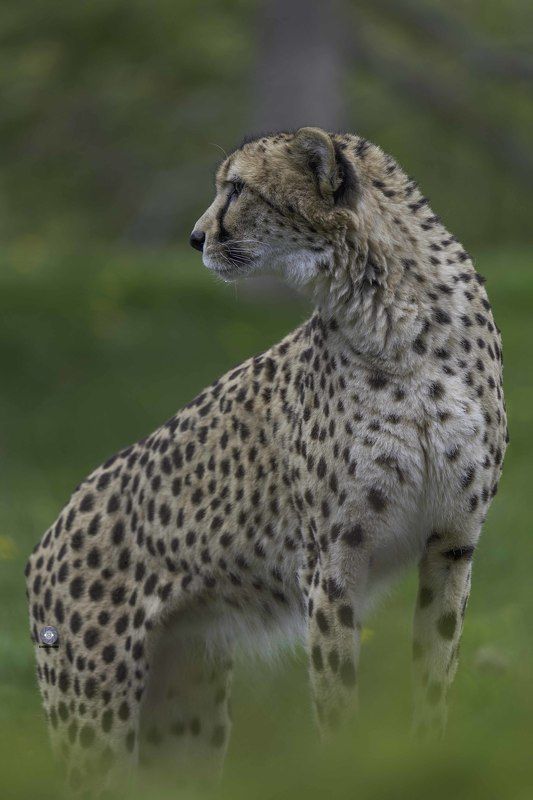 Cheetah