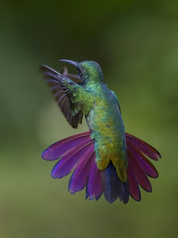 Green-breasted Mango