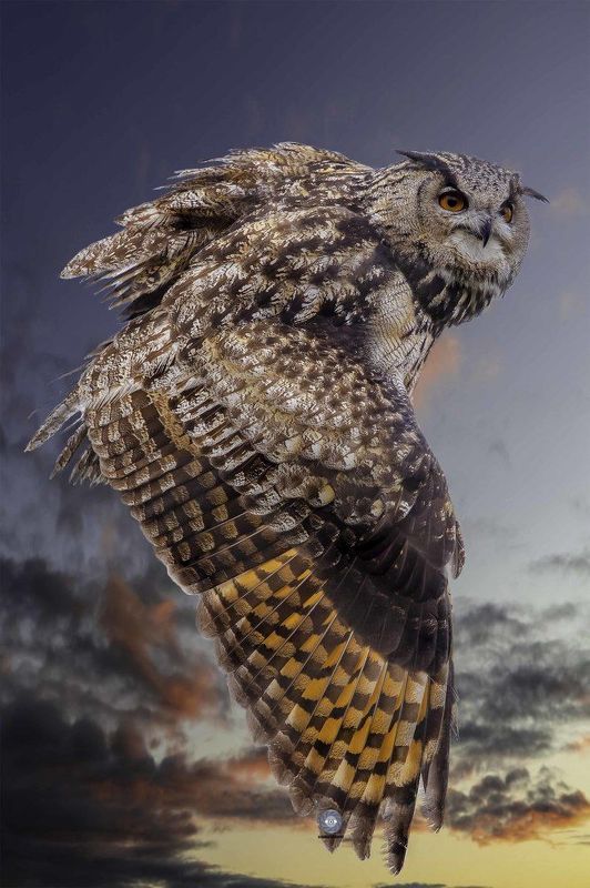 Eagle owl