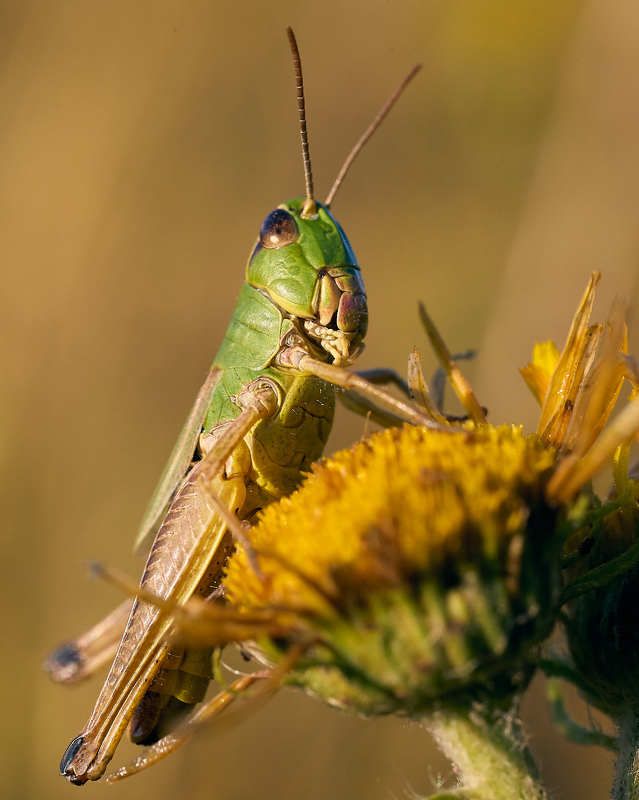 Кузнечик