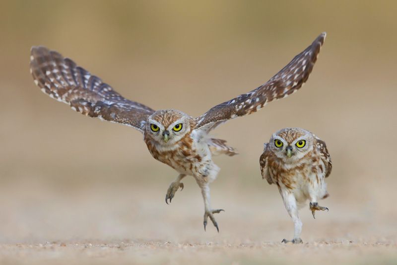 Little owls 