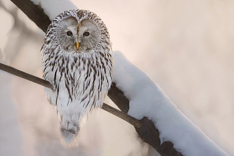 Ural owl