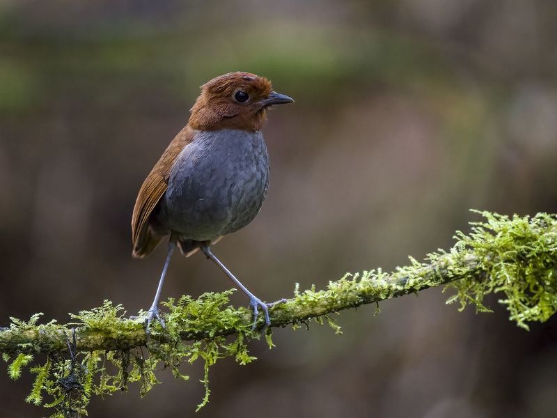 Bicolored Antpitta