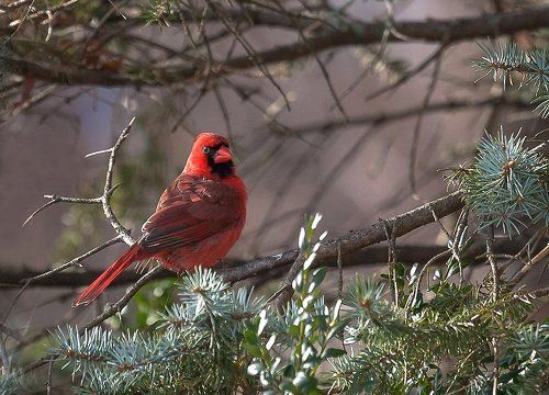 Красный кардинал – птица Рождества и Нового года