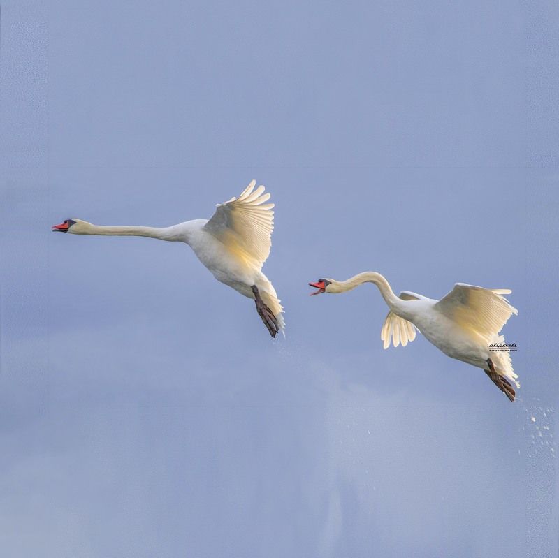 Mute swan