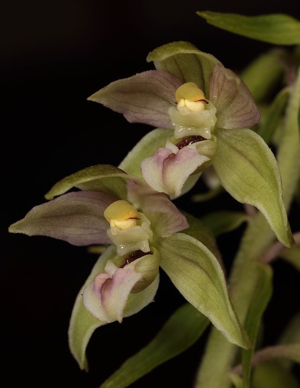 Epipactis helleborine