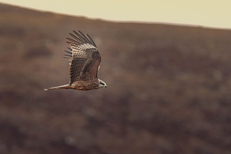 Black kite 