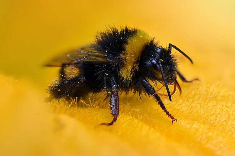 Bee