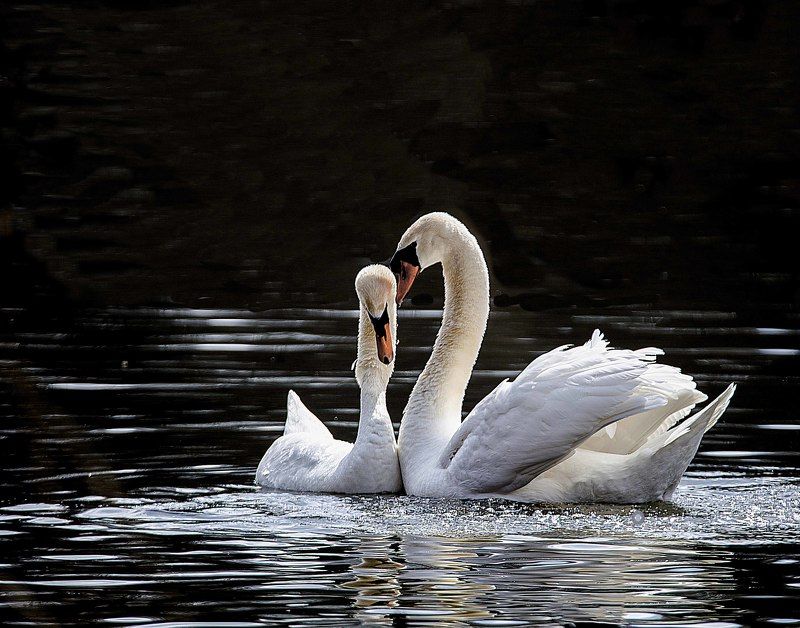 Mute swan.