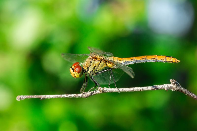 Sympétrum Sanguin (Sympetrum sanguineum) red dragonfly