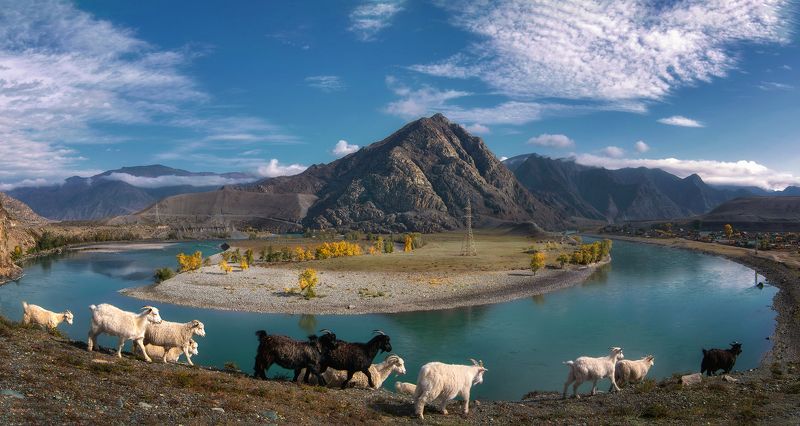 Пейзаж с козочками...