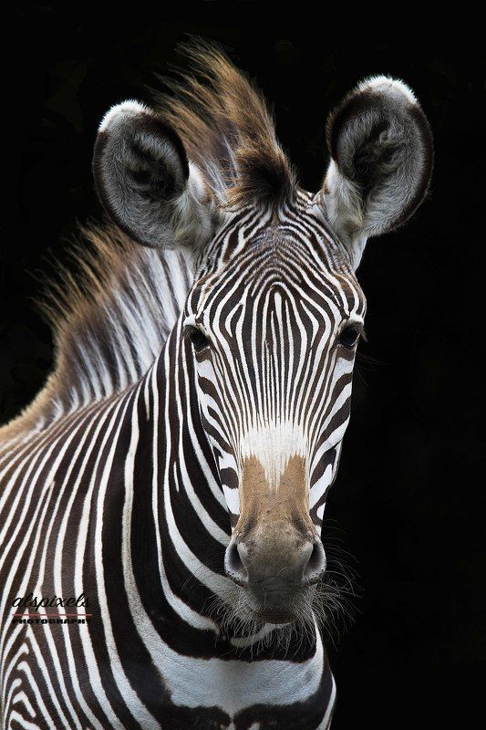 Grévy's zebra