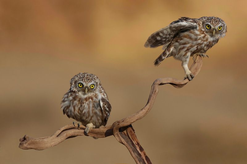 Little owls 