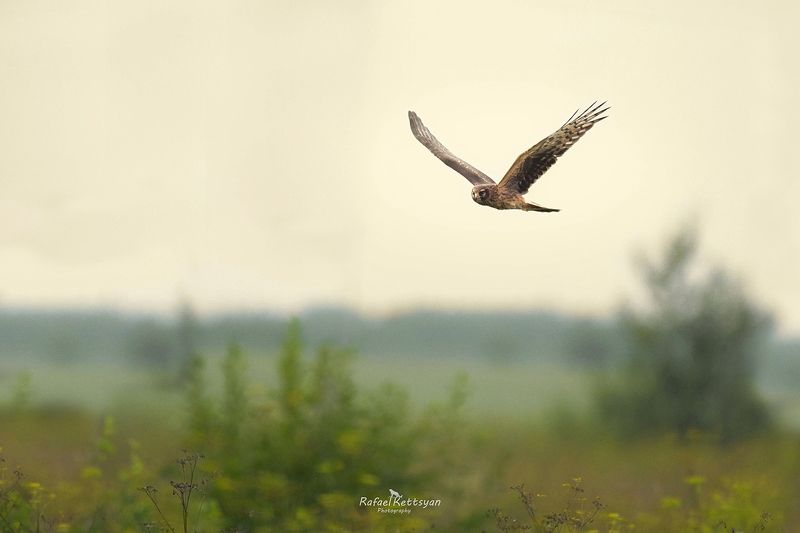 Hen harrier