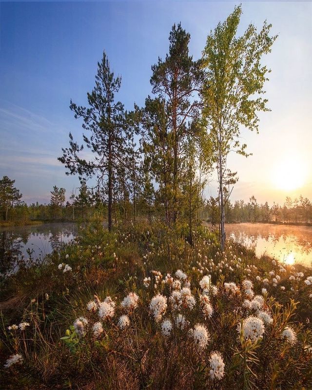 Цветущий багульник