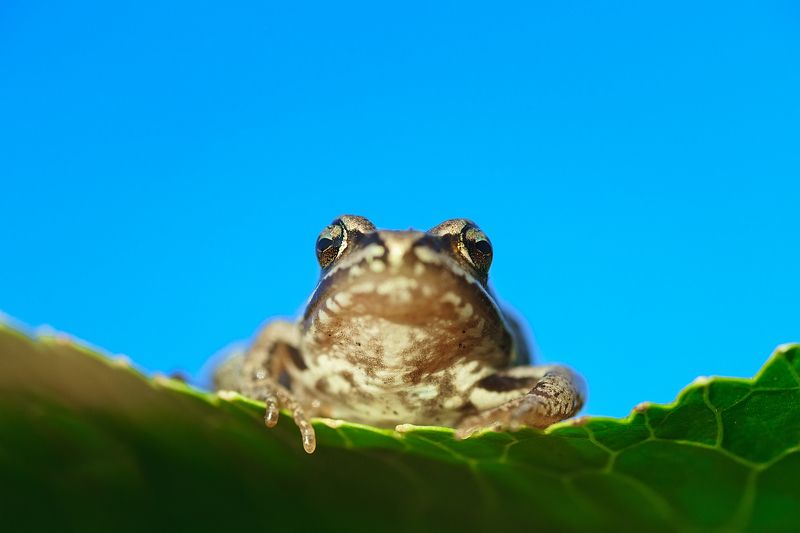 Жаба на листе