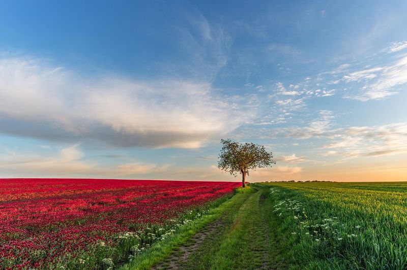 Spring in Moravia