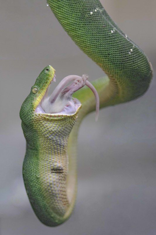 Emerald tree boa