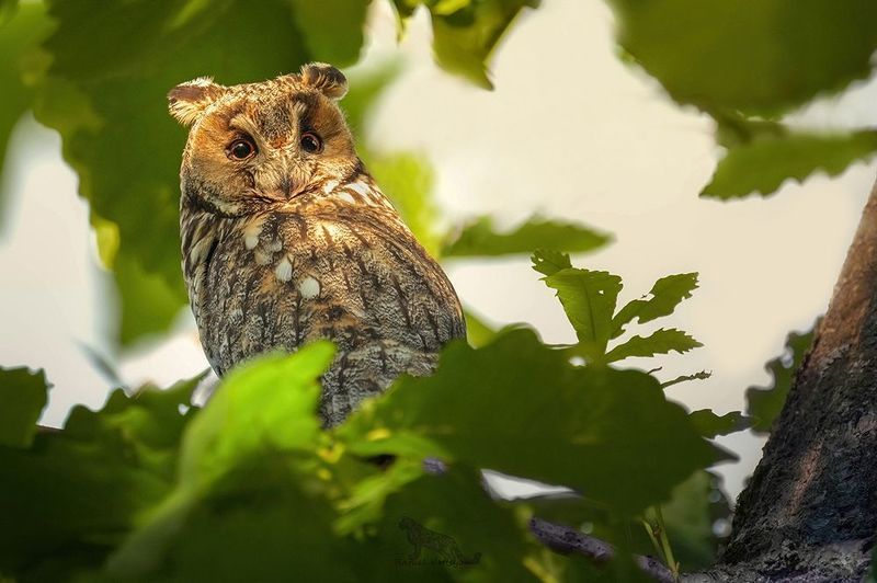 Long eared owl