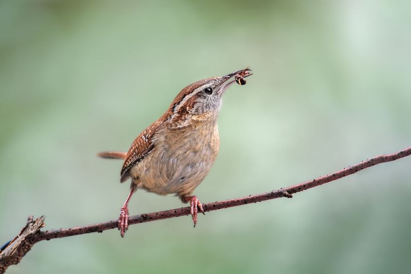 Hungry wren