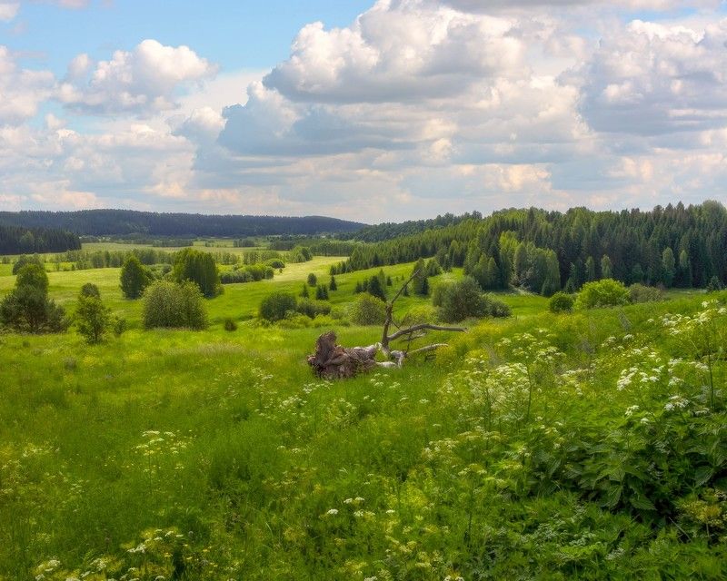 Увалы. Июнь.